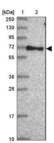 RABEP2 Antibody - BSA Free Western Blot: RABEP2 Antibody - BSA Free [NBP2-13195]