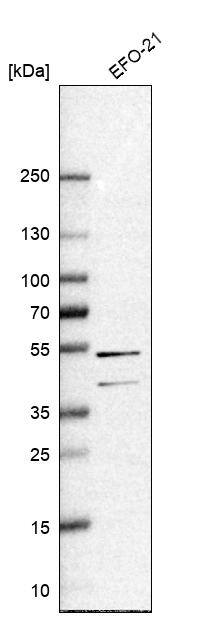 RAI2 Antibody - BSA Free Western Blot: RAI2 Antibody - BSA Free [NBP2-13199]
