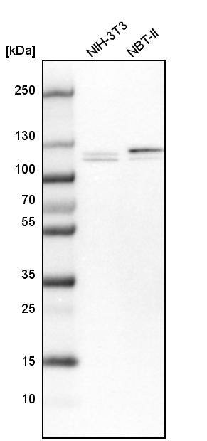 RBM12 Antibody - BSA Free Western Blot: RBM12 Antibody - BSA Free [NBP2-13207]