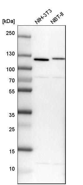 RBM12 Antibody - BSA Free Western Blot: RBM12 Antibody - BSA Free [NBP2-13208]