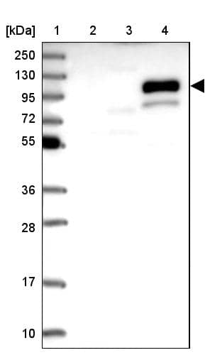 MNAB Antibody - BSA Free Western Blot: MNAB Antibody - BSA Free [NBP2-13212]