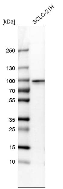 RFX2 Antibody - BSA Free Western Blot: RFX2 Antibody - BSA Free [NBP2-13224]