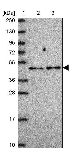 RG9MTD2 Antibody - BSA Free Western Blot: RG9MTD2 Antibody - BSA Free [NBP2-13226]