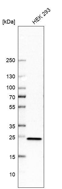 RPL18 Antibody - BSA Free Western Blot: RPL18 Antibody - BSA Free [NBP2-13251]