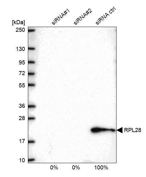 RPL28 Antibody - BSA Free Western Blot: RPL28 Antibody - BSA Free [NBP2-13254]