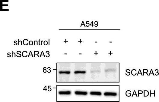 SCARA3 Antibody - BSA Free