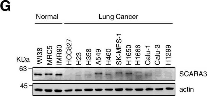 SCARA3 Antibody - BSA Free