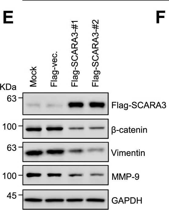 SCARA3 Antibody - BSA Free