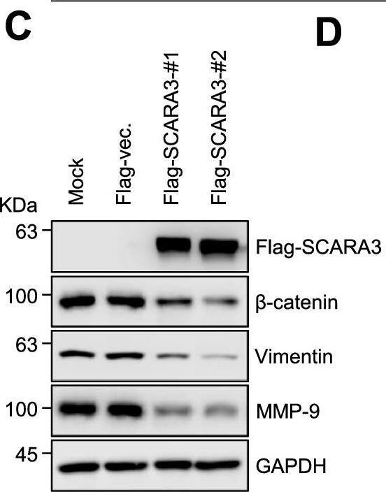 SCARA3 Antibody - BSA Free