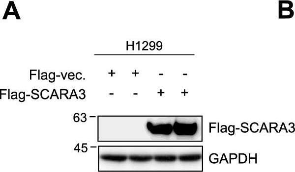 SCARA3 Antibody - BSA Free