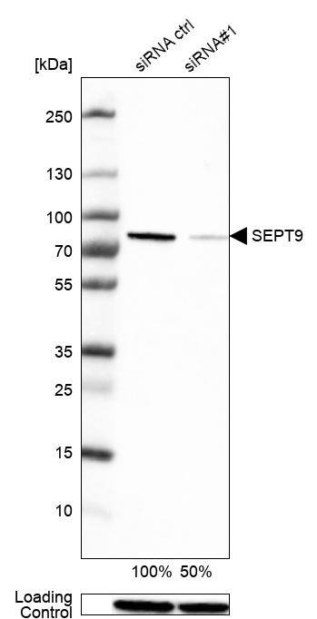 Septin-9 Antibody - BSA Free Western Blot: Septin-9 Antibody - BSA Free [NBP2-13294]