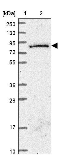 SGSM3 Antibody - BSA Free Western Blot: SGSM3 Antibody - BSA Free [NBP2-13304]