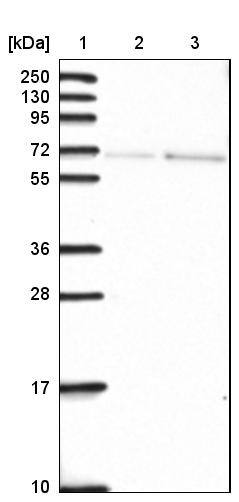 SH2D3C Antibody - BSA Free Western Blot: SH2D3C Antibody - BSA Free [NBP2-13306]