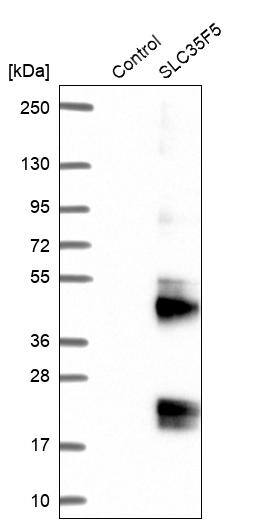 SLC35F5 Antibody - BSA Free Western Blot: SLC35F5 Antibody - BSA Free [NBP2-13333]