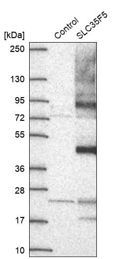 SLC35F5 Antibody - BSA Free Western Blot: SLC35F5 Antibody - BSA Free [NBP2-13334]