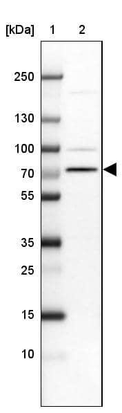 SLC44A3 Antibody - BSA Free Western Blot: SLC44A3 Antibody - BSA Free [NBP2-13339]