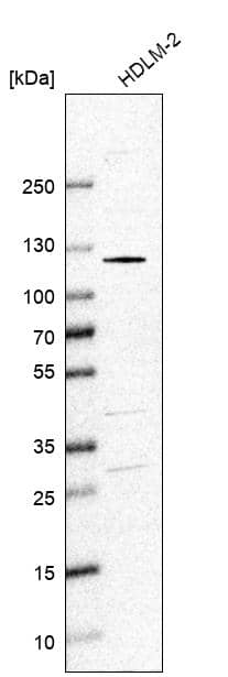 SmarcAL1 Antibody - BSA Free Western Blot: SmarcAL1 Antibody - BSA Free [NBP2-13352]