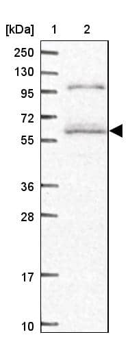 SMG9 Antibody - BSA Free Western Blot: SMG9 Antibody - BSA Free [NBP2-13354]