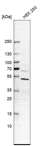 SMG9 Antibody - BSA Free Western Blot: SMG9 Antibody - BSA Free [NBP2-13355]