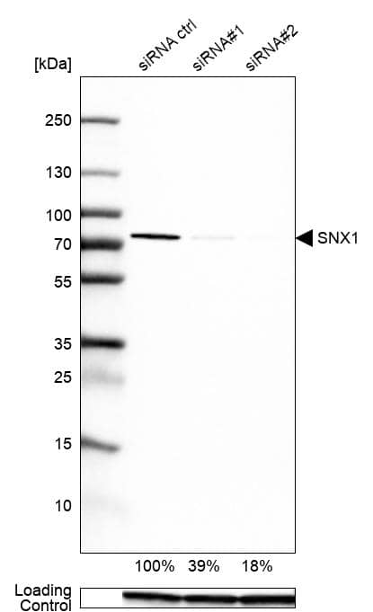 SNX1 Antibody - BSA Free Western Blot: SNX1 Antibody - BSA Free [NBP2-13359]