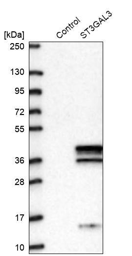 ST3GAL3 Antibody - BSA Free Western Blot: ST3GAL3 Antibody - BSA Free [NBP2-13389]