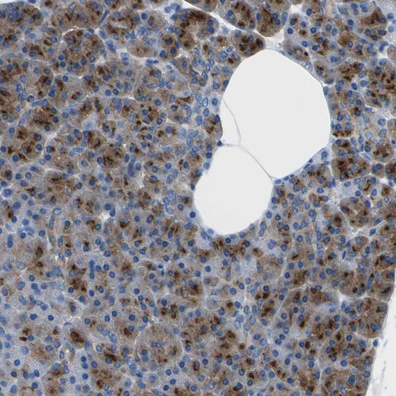 Synaptogyrin 2 Antibody - BSA Free Immunohistochemistry: Synaptogyrin 2 Antibody - BSA Free [NBP2-13403]