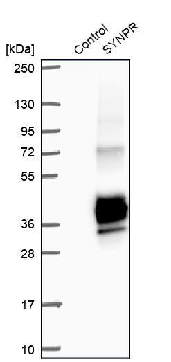 Synaptoporin Antibody - BSA Free Western Blot: Synaptoporin Antibody - BSA Free [NBP2-13405]