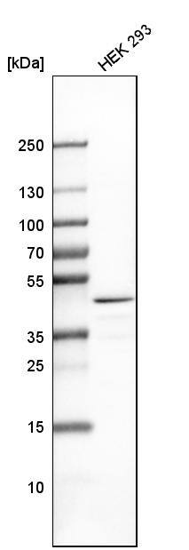TRBP Antibody - BSA Free Western Blot: TRBP Antibody - BSA Free [NBP2-13411]