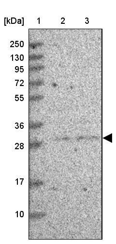 TCEANC2 Antibody - BSA Free Western Blot: TCEANC2 Antibody - BSA Free [NBP2-13419]