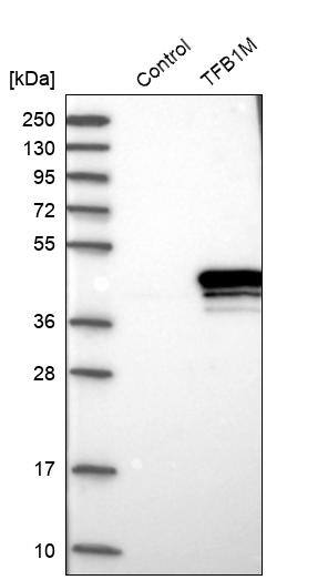 TFB1M Antibody - BSA Free Western Blot: TFB1M Antibody - BSA Free [NBP2-13429]