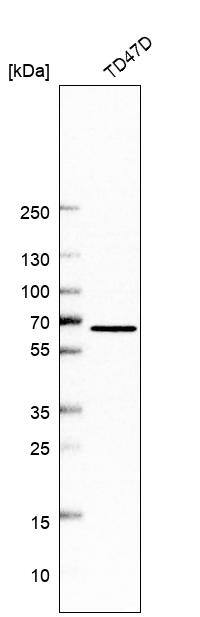 TMC4 Antibody - BSA Free Western Blot: TMC4 Antibody - BSA Free [NBP2-13437]