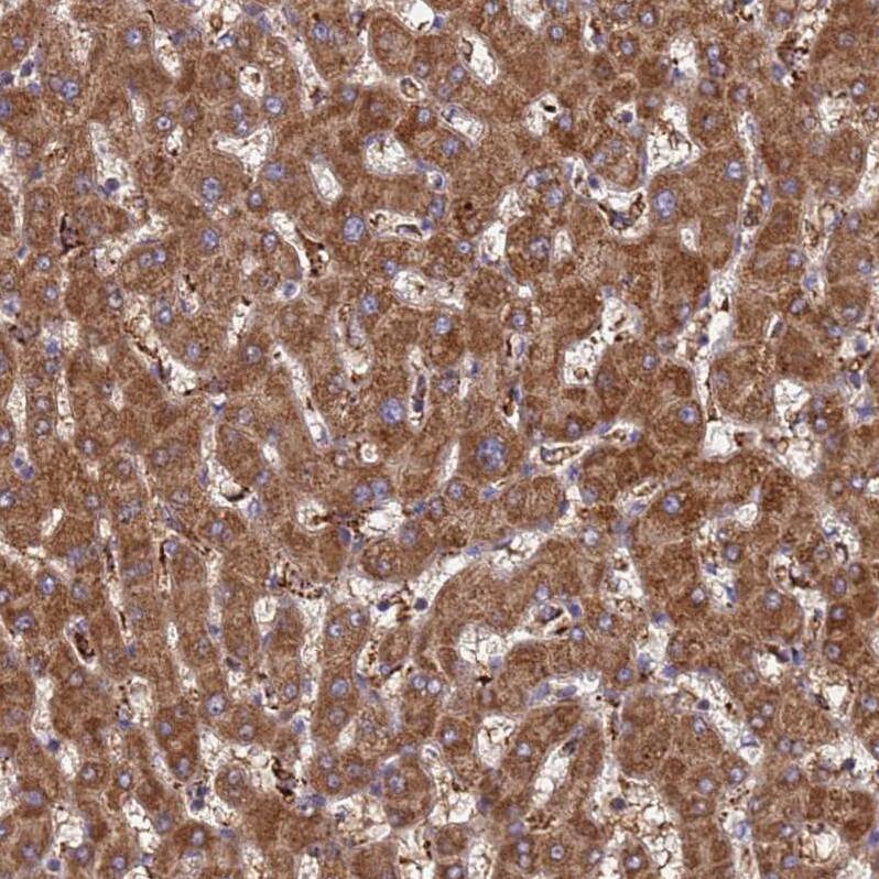 TMEM126A Antibody - BSA Free Immunohistochemistry: TMEM126A Antibody - BSA Free [NBP2-13444]