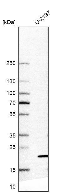 TMEM126A Antibody - BSA Free Western Blot: TMEM126A Antibody - BSA Free [NBP2-13444]
