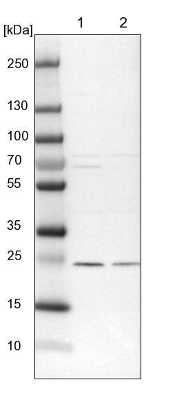 TRAPPC4 Antibody - BSA Free Western Blot: TRAPPC4 Antibody - BSA Free [NBP2-13476]