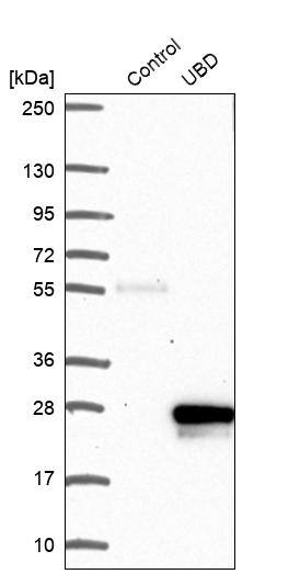 FAT10 Antibody - BSA Free Western Blot: FAT10 Antibody - BSA Free [NBP2-13498]