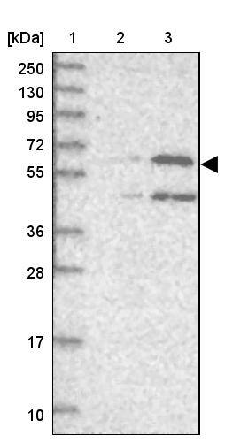 UNC93B Antibody - BSA Free Western Blot: UNC93B Antibody - BSA Free [NBP2-13507]