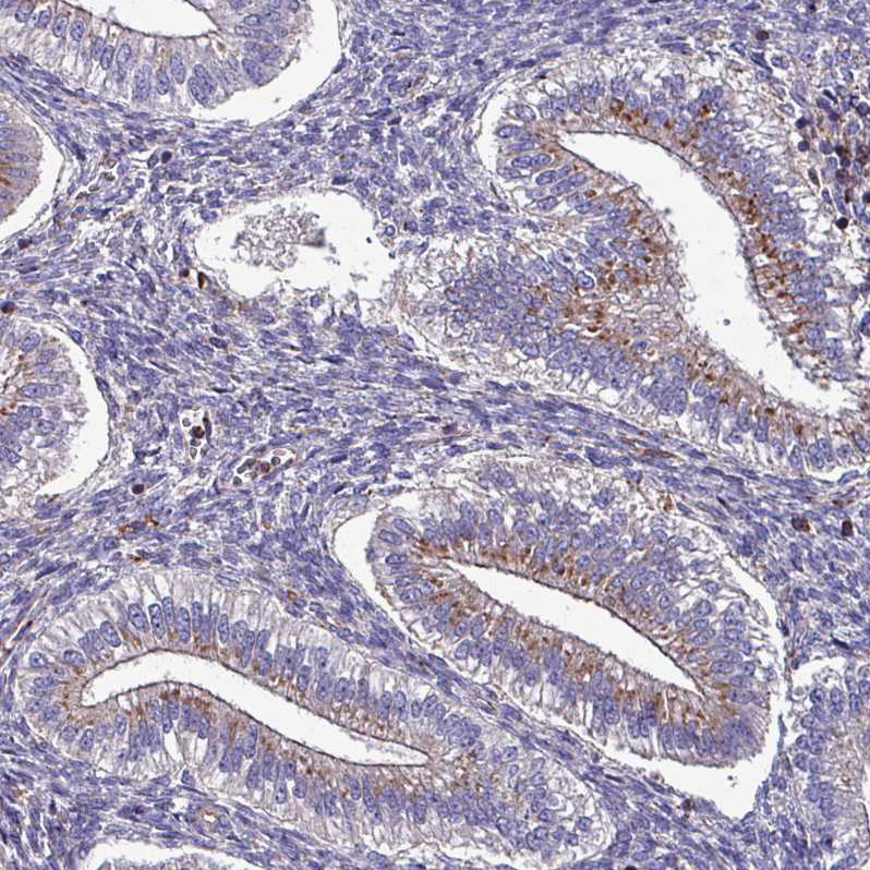 VAMP4 Antibody - BSA Free Immunohistochemistry: VAMP4 Antibody - BSA Free [NBP2-13512]