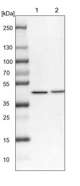 VPS36 Antibody - BSA Free Western Blot: VPS36 Antibody - BSA Free [NBP2-13519]