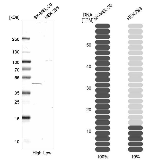 FENS1 Antibody - BSA Free Western Blot: FENS1 Antibody - BSA Free [NBP2-13521]