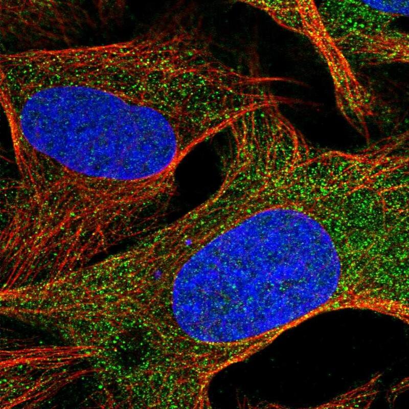 YPEL5 Antibody - BSA Free Immunocytochemistry/ Immunofluorescence: YPEL5 Antibody - BSA Free [NBP2-13530]