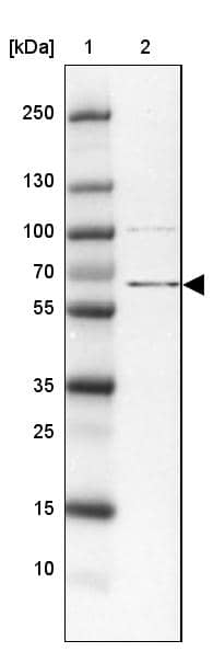 ZBED5 Antibody - BSA Free Western Blot: ZBED5 Antibody - BSA Free [NBP2-13533]