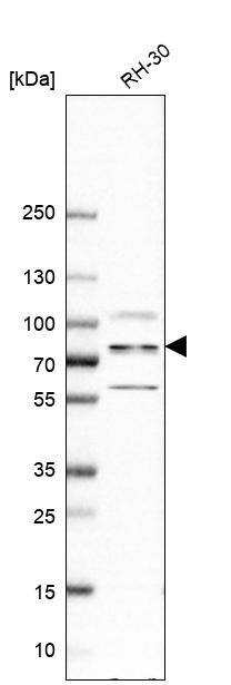 ZC3H14 Antibody - BSA Free Western Blot: ZC3H14 Antibody - BSA Free [NBP2-13537]