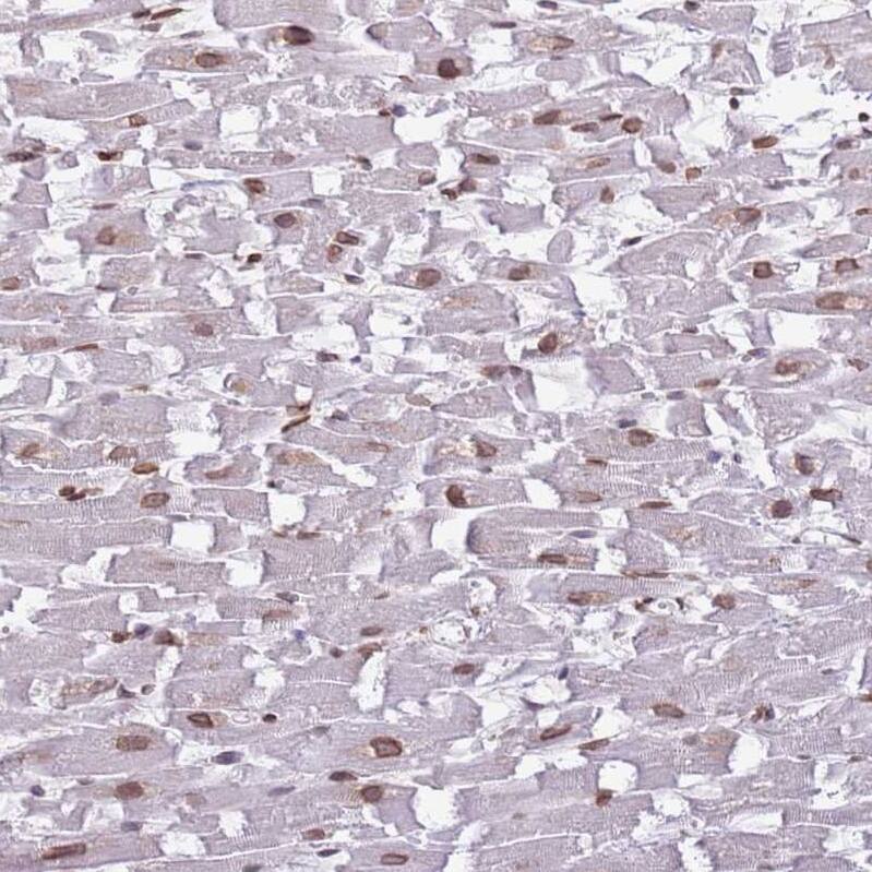 ZGLP1 Antibody - BSA Free Immunohistochemistry: ZGLP1 Antibody - BSA Free [NBP2-13548]