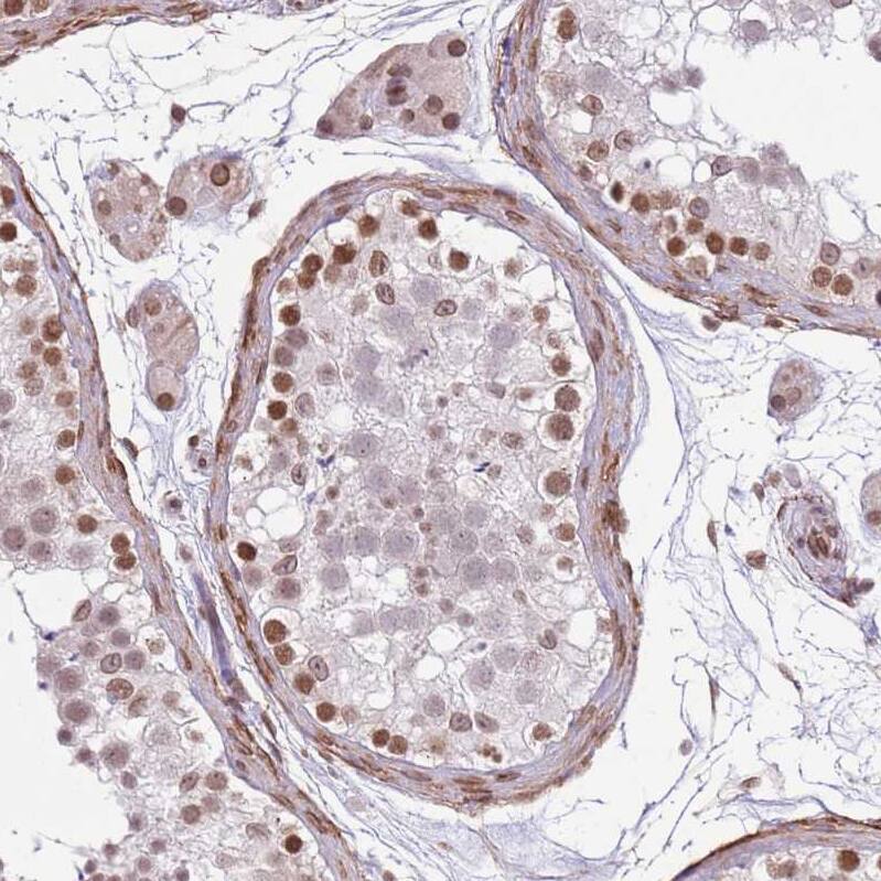 ZGLP1 Antibody - BSA Free Immunohistochemistry: ZGLP1 Antibody - BSA Free [NBP2-13548]