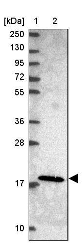 MRPL21 Antibody - BSA Free Western Blot: MRPL21 Antibody - BSA Free [NBP2-13612]