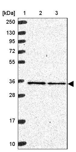 mitochondrial ribosomal protein L4 Antibody - BSA Free Western Blot: mitochondrial ribosomal protein L4 Antibody - BSA Free [NBP2-13617]