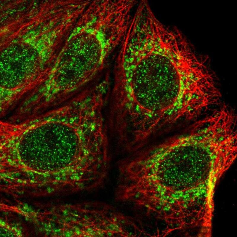 Mitochondrial ribonuclease P protein 3 Antibody - BSA Free Immunocytochemistry/ Immunofluorescence: Mitochondrial ribonuclease P protein 3 Antibody [NBP2-13619]