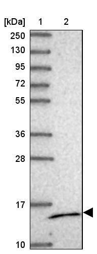 MRPS14 Antibody - BSA Free Western Blot: MRPS14 Antibody - BSA Free [NBP2-13622]