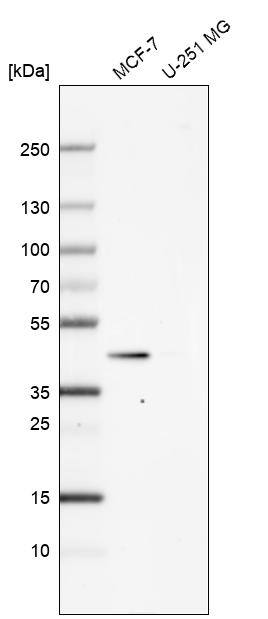 MVD Antibody - BSA Free Western Blot: MVD Antibody - BSA Free [NBP2-13629]