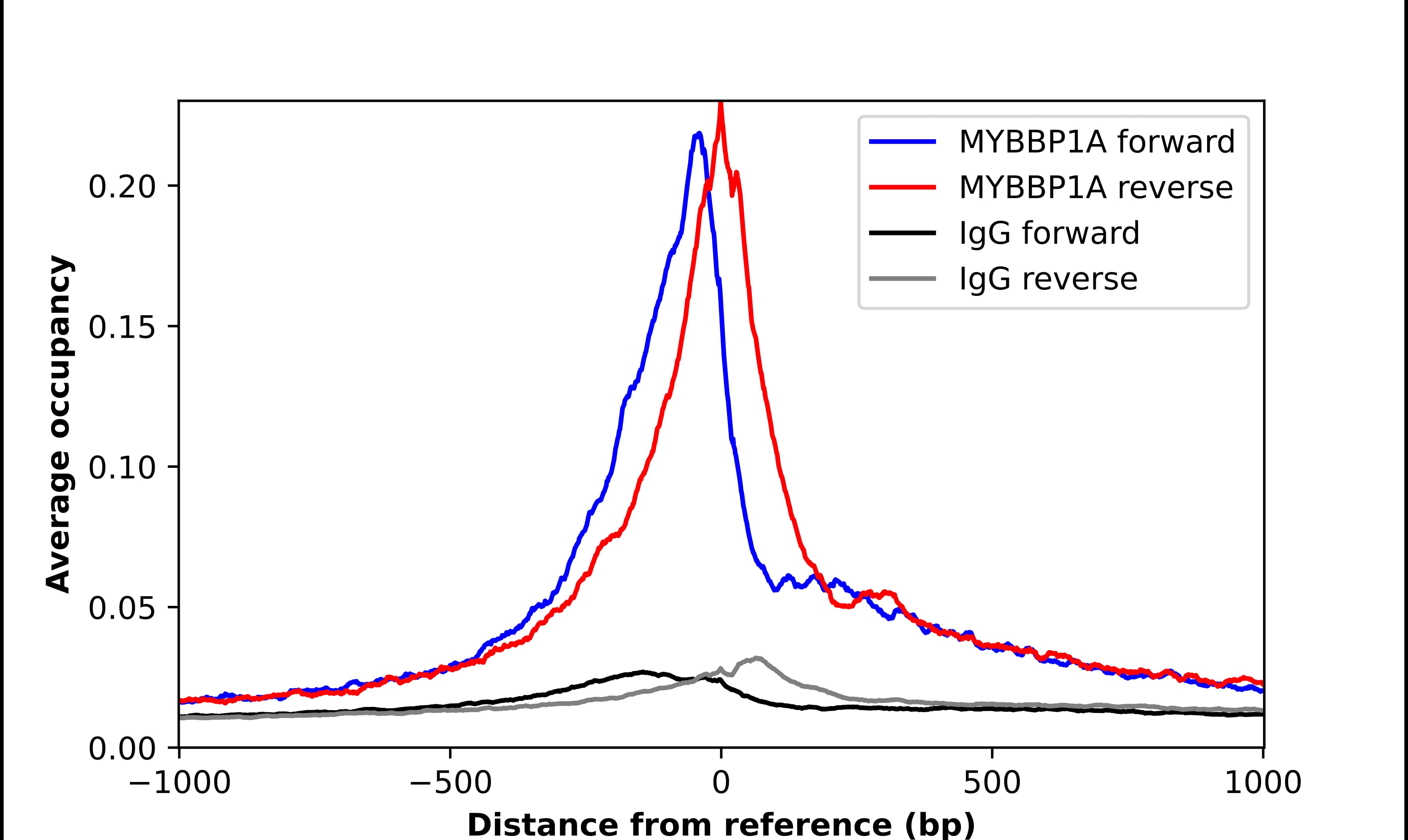 MYBBP1A Antibody - BSA Free Chromatin Immunoprecipitation-exo-Seq: MYBBP1A Antibody - BSA Free [NBP2-13630]